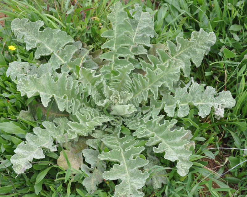 Изображение особи Verbascum undulatum.