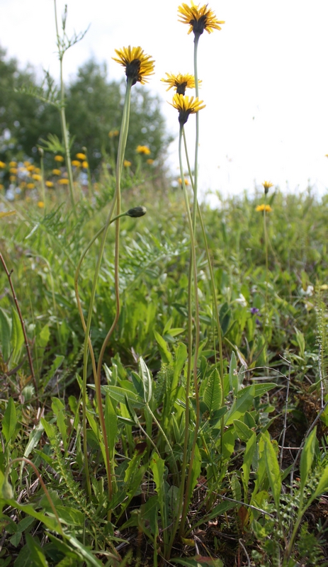 Изображение особи Leontodon hispidus ssp. hastilis.