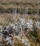 Cerastium biebersteinii. Растение после плодоношения. Крым, гора Чатырдаг, верхнее плато. 29 сентября 2012 г.