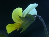 Image of taxon representative. Author is Ростислав Лежоев