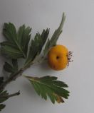 Crataegus orientalis