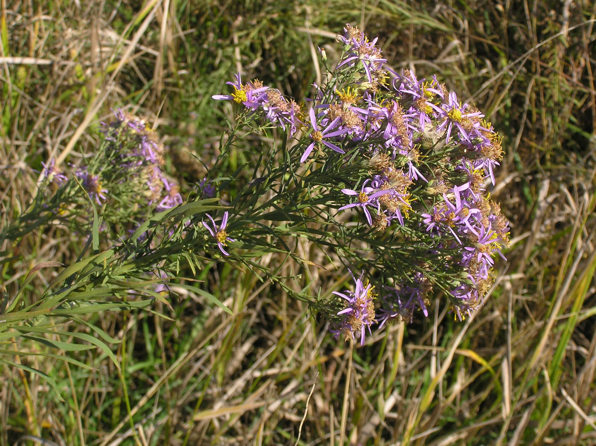 Image of Galatella rossica specimen.