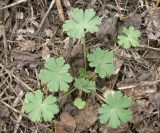 Geranium divaricatum