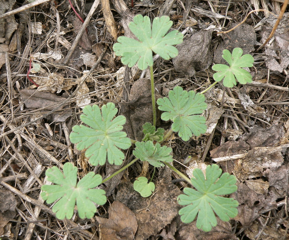 Image of Geranium divaricatum specimen.