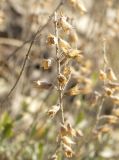 Teucrium canum