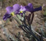 Malcolmia littorea