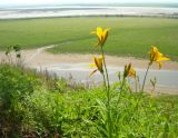 Hemerocallis middendorffii. Цветущее растение. Хабаровский край, р-н Комсомольска-на-Амуре, старица Амура. 02.06.2012.