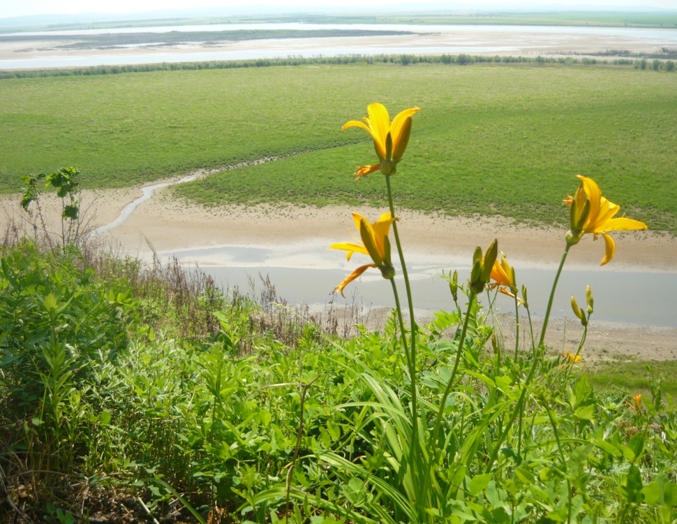 Изображение особи Hemerocallis middendorffii.