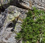 Trifolium polyphyllum. Цветущее растение. Карачаево-Черкесия, Домбай, гора Мусса-Ачитара, ≈ 3000 м н.у.м. 19.07.2012.