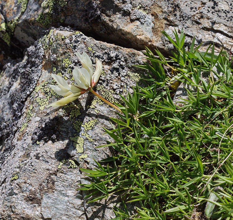 Image of Trifolium polyphyllum specimen.