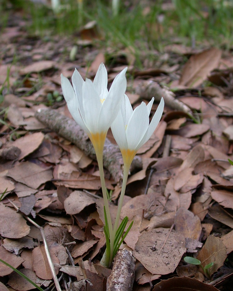 Image of Crocus ochroleucus specimen.