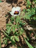 Hibiscus trionum