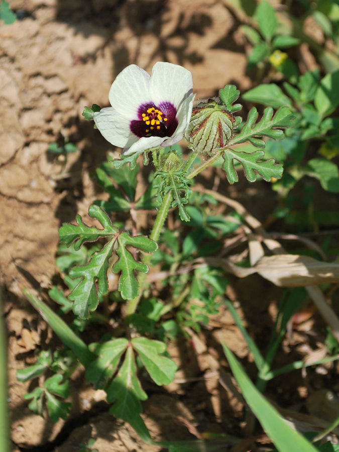 Изображение особи Hibiscus trionum.