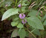 Mentha arvensis. Часть соцветия. Курская обл., Железногорский р-н, р. Свапа у ур. Дача Рокосовского. 14 августа 2007 г.