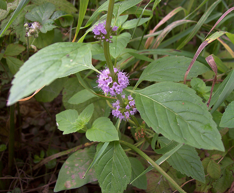 Image of Mentha arvensis specimen.