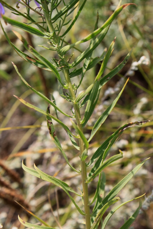 Image of Galatella rossica specimen.