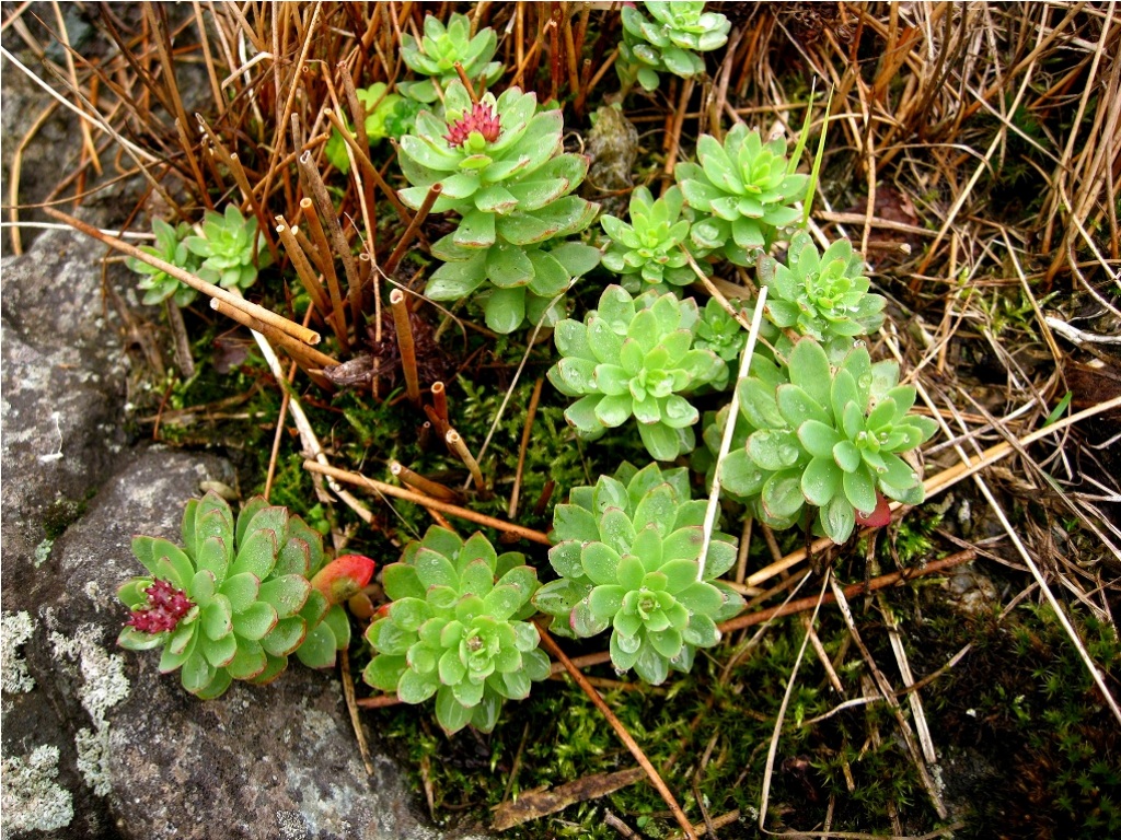 Image of Rhodiola integrifolia specimen.