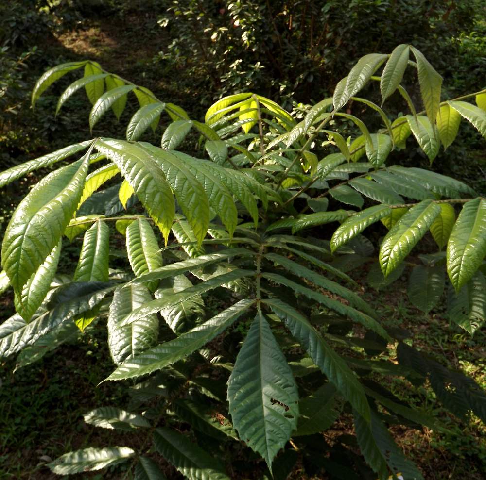 Image of Davidsonia pruriens specimen.