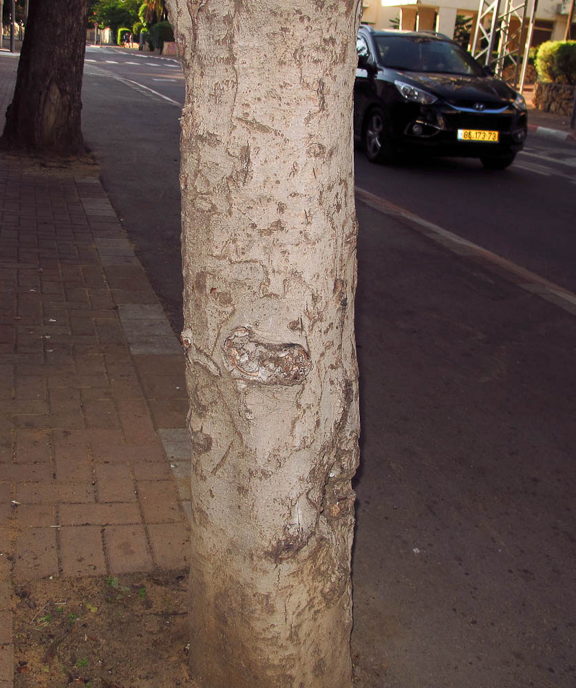 Image of Macadamia tetraphylla specimen.