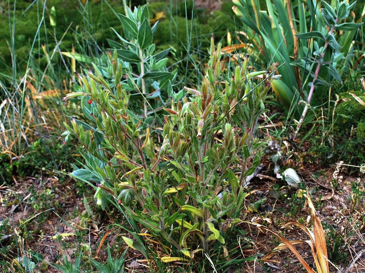 Image of Onosma dichroantha specimen.