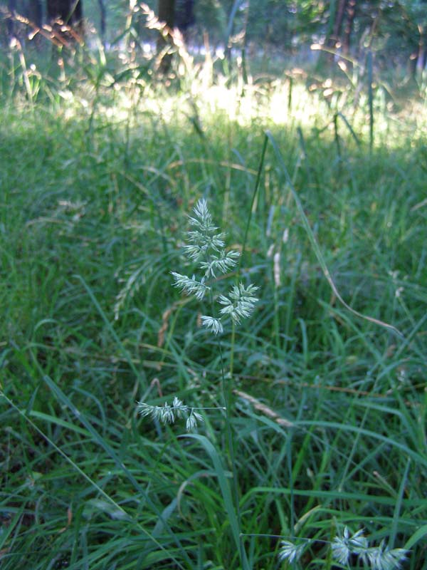 Image of Dactylis glomerata specimen.