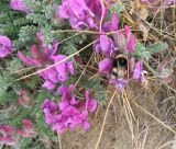 Oxytropis lanata