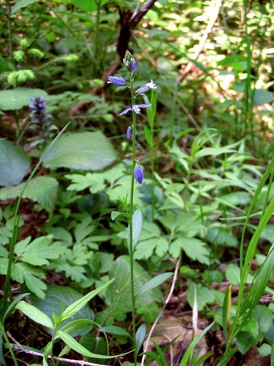 Image of Polygala vulgaris specimen.