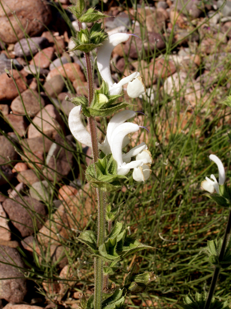 Изображение особи Salvia sclarea.