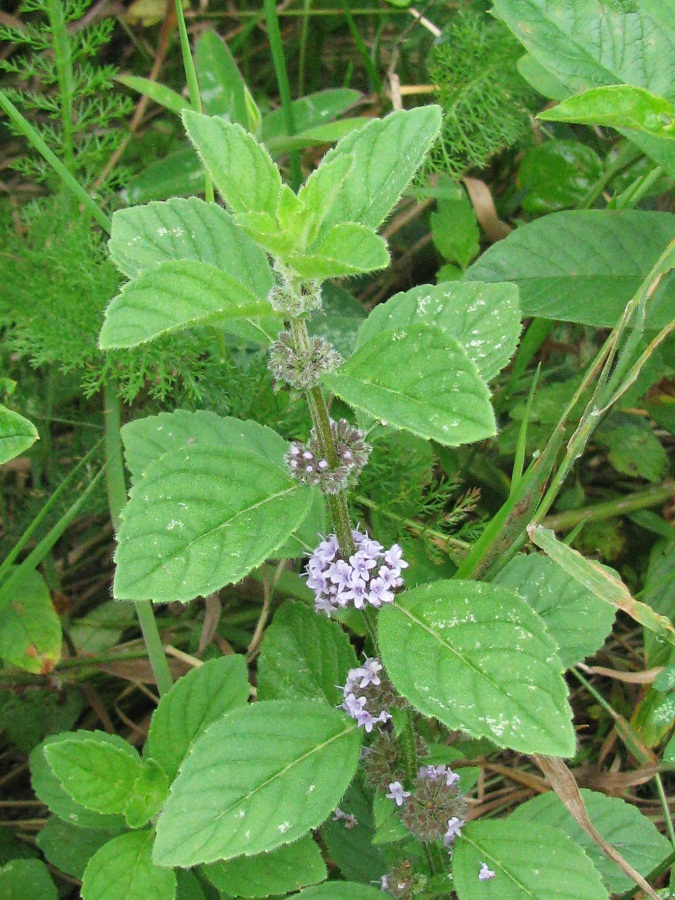 Image of Mentha arvensis specimen.