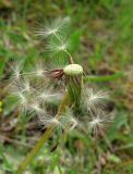 Taraxacum erythrospermum