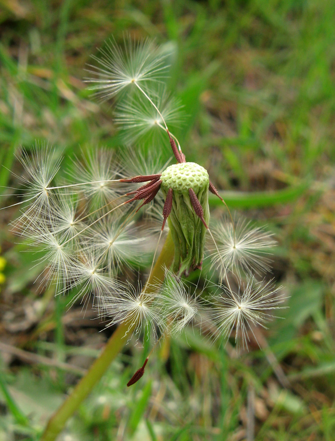 Изображение особи Taraxacum erythrospermum.