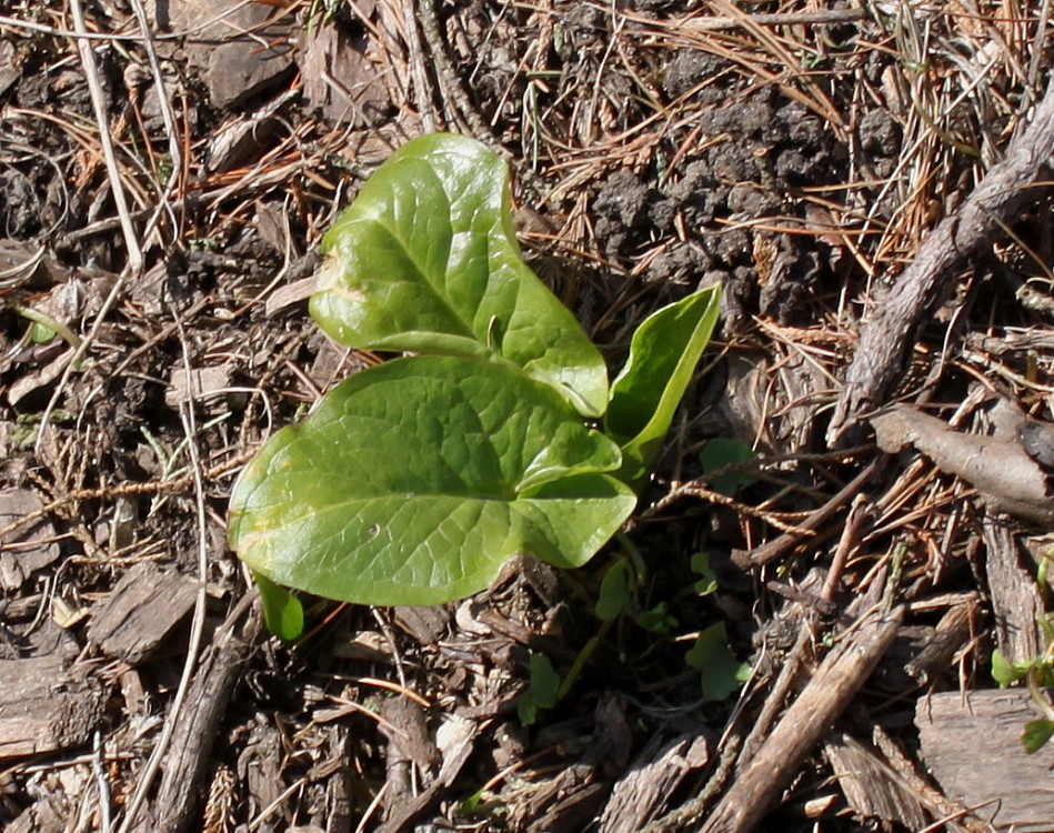 Image of genus Arum specimen.
