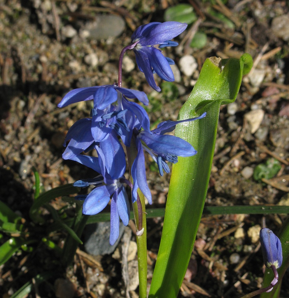 Image of Scilla caucasica specimen.