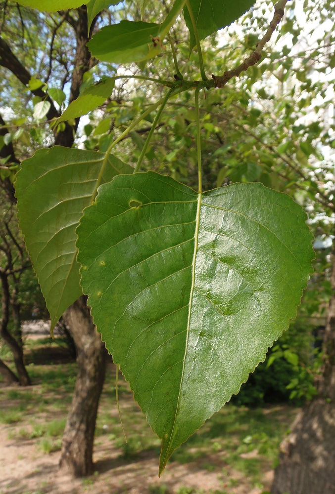 Изображение особи Populus deltoides.