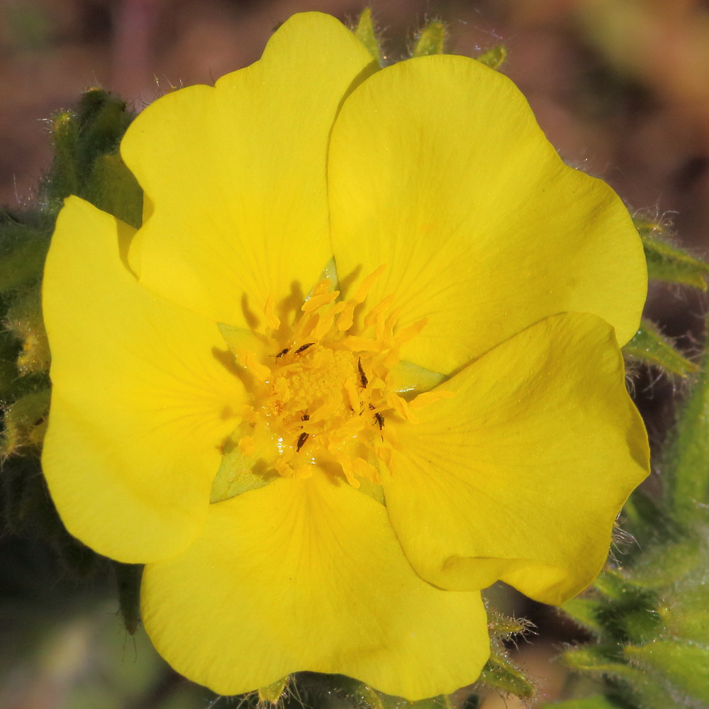 Image of Potentilla astracanica specimen.