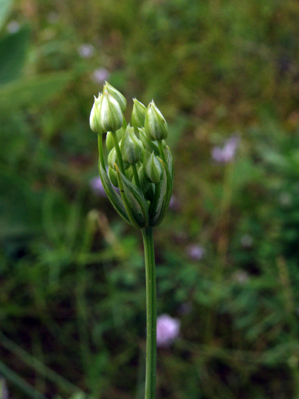 Image of Elaeosticta allioides specimen.