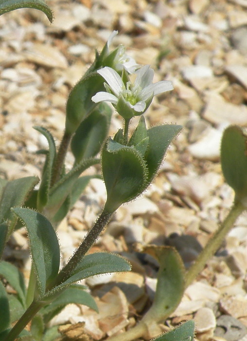 Image of Holosteum umbellatum specimen.