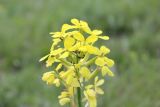 Erysimum ibericum