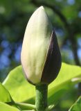 Magnolia hypoleuca