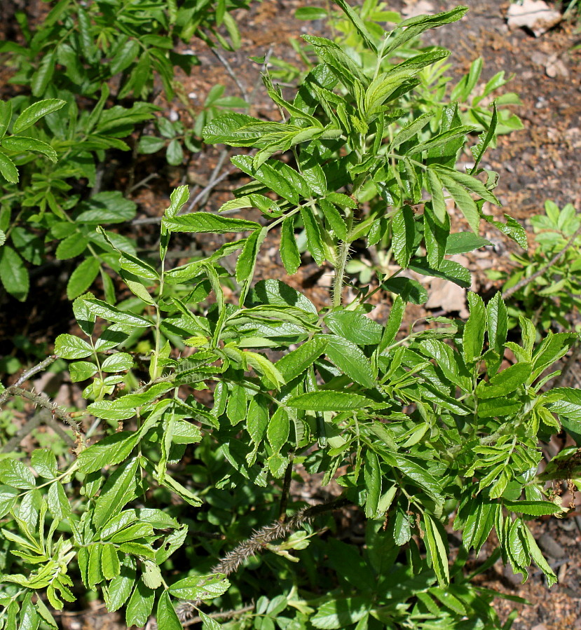 Image of Rosa arvensis specimen.