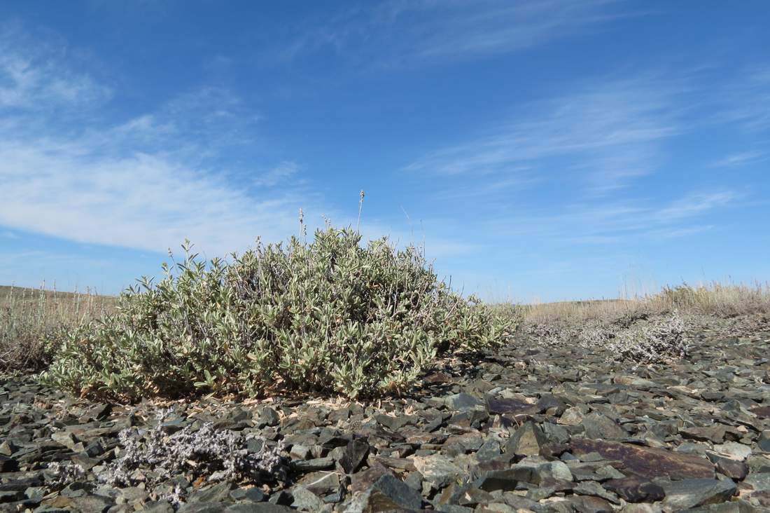 Image of Atriplex cana specimen.