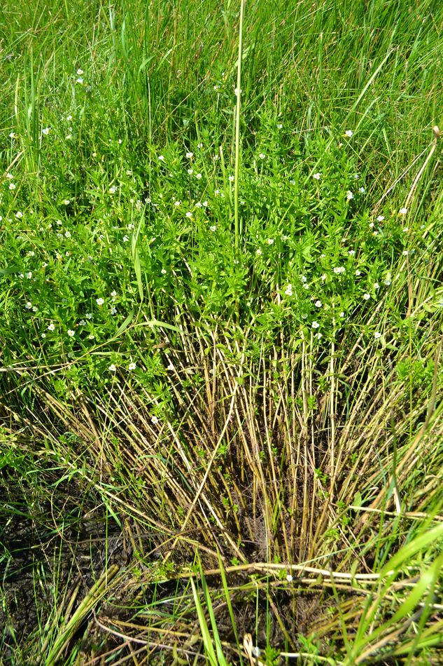 Image of Gratiola officinalis specimen.