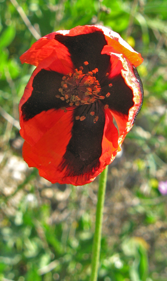 Изображение особи Papaver stevenianum.