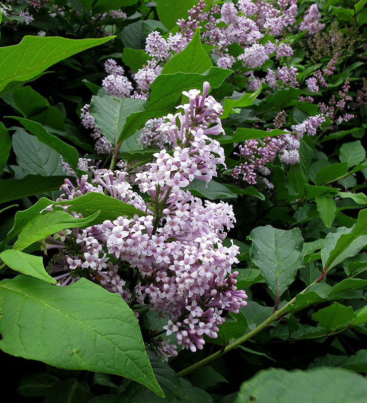 Изображение особи Syringa josikaea.