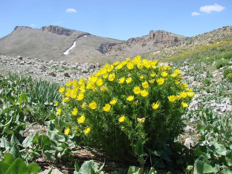 Изображение особи Adonis turkestanica.