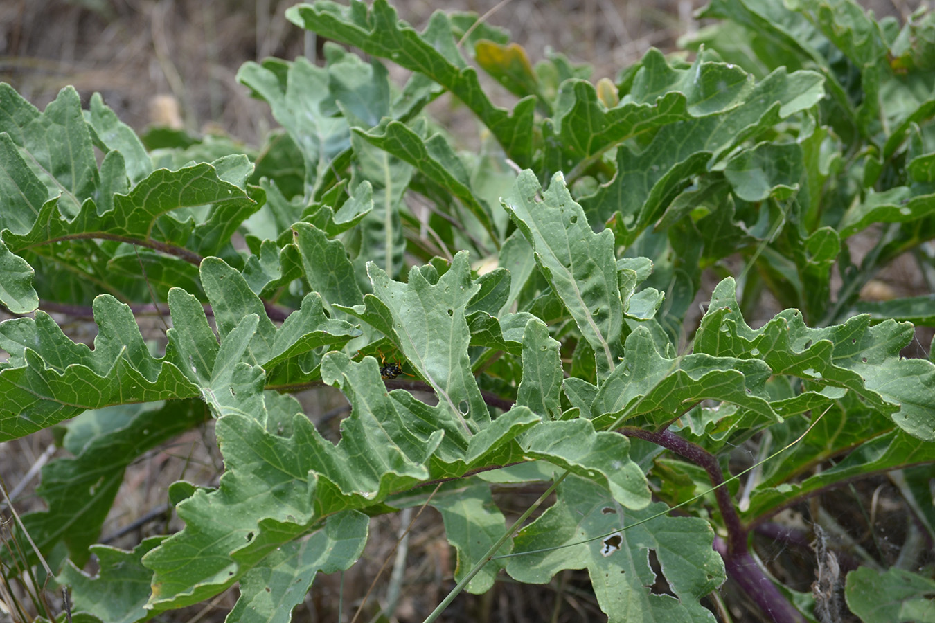 Image of Crambe aspera specimen.