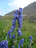 Aconitum talassicum. Соцветие. Узбекистан, Ташкентская область, Чаткальский хр. Чаткальский заповедник, ур. Ташкескен. 12.08.2013.