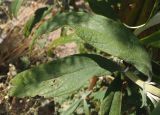 Buddleja davidii. Листья. Украина, г. Запорожье, пос. Солнечный, перед Институтом масличных культур. 20.08.2013.