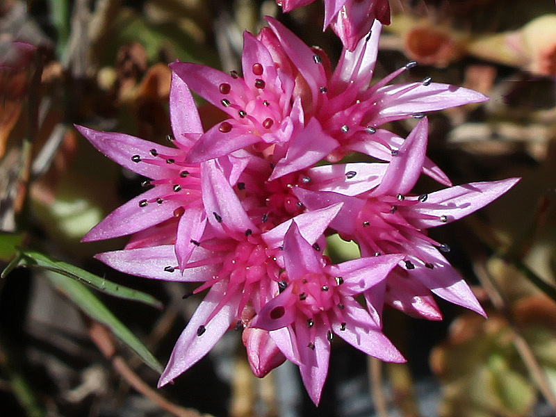 Изображение особи Sedum spurium.