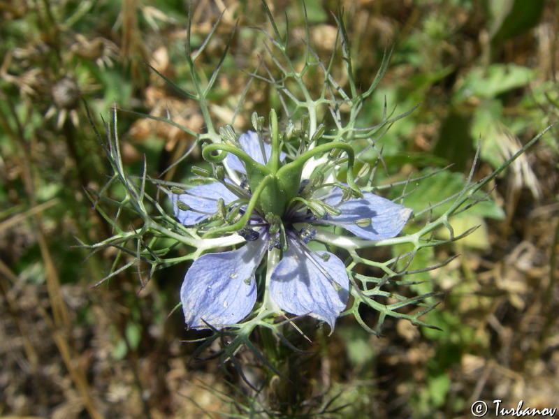 Image of Nigella damascena specimen.